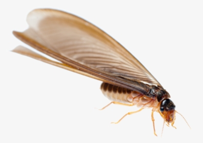 Download Termite Png Transparent Image For Designing - Drywood Termites, Png Download, Transparent PNG