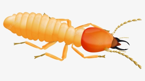 Termite, HD Png Download, Transparent PNG