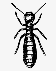 Social Insects Ant Termite Pest - Termite Black And White, HD Png Download, Transparent PNG