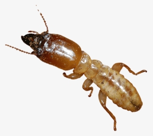 Formosa Termite No Background, HD Png Download, Transparent PNG