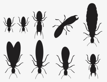 Termite Treatment By Jiminey Kricket Exterminating - Longhorn Beetle, HD Png Download, Transparent PNG