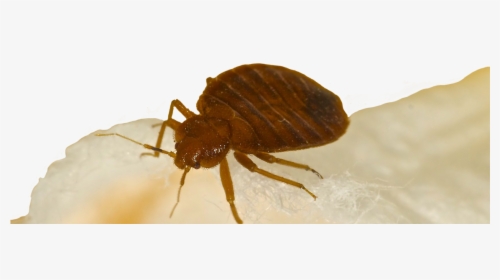 Bed Bugs Bed Bug Treatment Hotel Motel Apartment Exterminator - Flea, HD Png Download, Transparent PNG