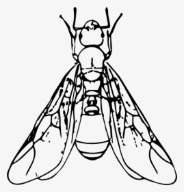 Line Art,organ,monochrome Photography - Ant With Wings Clipart, HD Png Download, Transparent PNG