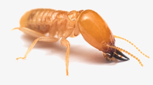 Termite Galveston, HD Png Download, Transparent PNG