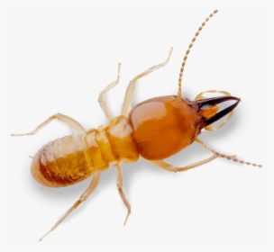 Termite Pest Control Treatment From Sudden Death - Royalty-free, HD Png Download, Transparent PNG