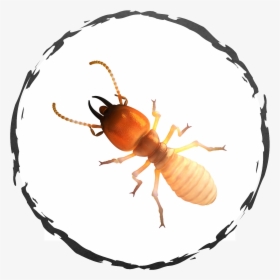 Termite Meaning In Tamil, HD Png Download, Transparent PNG