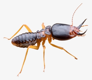 Wingless Termites Vs Ants, HD Png Download, Transparent PNG