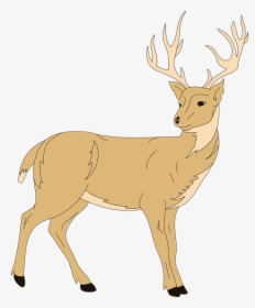 Deer Forest Animal - Clip Art Of Deer, HD Png Download, Transparent PNG