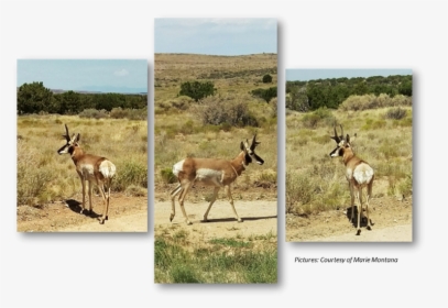 Pronghorn, Anetelope, Hualapai, Hunting - Gazelle, HD Png Download, Transparent PNG