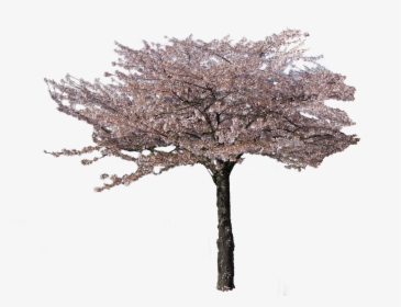 Flowering Tree Cherry, Png V - Pond Pine, Transparent Png, Transparent PNG
