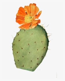 Collection Of Free Cactus Drawing Prickly Pear - Cactus Flower Botanical Illustration, HD Png Download, Transparent PNG