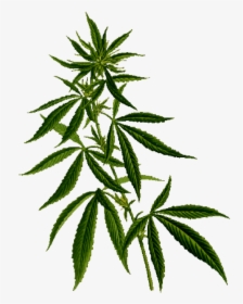 Plant Flipped - Cannabis Eorld, HD Png Download, Transparent PNG