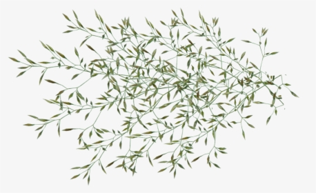 Grass, Seed, Weed, Plant, Garden, Nature, Cut Out - Garden Weed Png, Transparent Png, Transparent PNG
