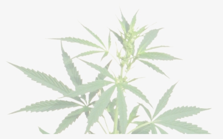 Transparent Background Cannabis Png, Png Download, Transparent PNG