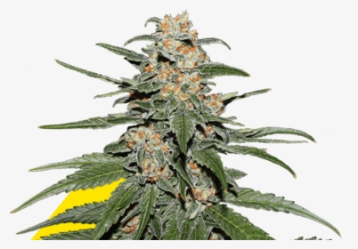Caramellate Gea Seeds - Cuanto Tiempo Tarda Una Planta De Marihuana, HD Png Download, Transparent PNG
