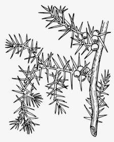 Ilex Aquifolium, Holly, Common Holly, English Holly - Planta Chilcuara Para Dibujar, HD Png Download, Transparent PNG