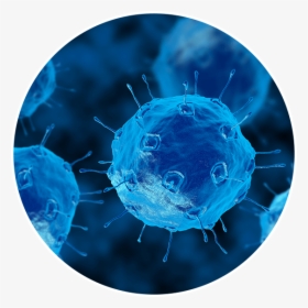 Microbes Bacteria, HD Png Download, Transparent PNG
