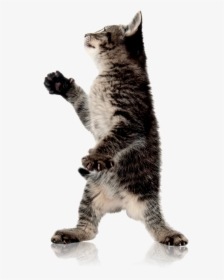 Cat Standing Up Transparent Background - Cat Image Transparent Background, HD Png Download, Transparent PNG