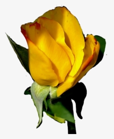 #sticker #rose #rosebud #yellowrose - Garden Roses, HD Png Download, Transparent PNG