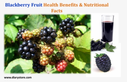 Blackberry Fruit, HD Png Download, Transparent PNG
