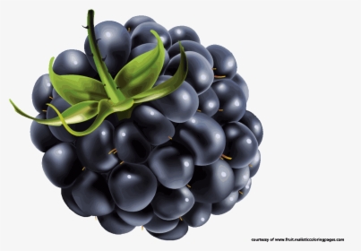 Blackberry Fruit Clipart - Blueberry Vector, HD Png Download, Transparent PNG