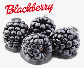 Blackberry Png Image - Transparent Blackberry Png, Png Download, Transparent PNG