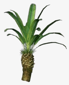 Phoenix Canariensis Png - Pineapple, Transparent Png, Transparent PNG