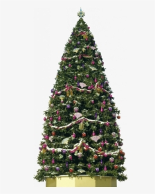 Christmas Tree, HD Png Download, Transparent PNG