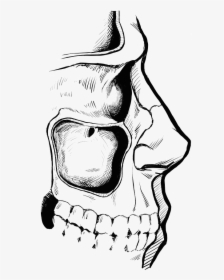 The Human Maxillary Sinus Cavity - Illustration, HD Png Download, Transparent PNG