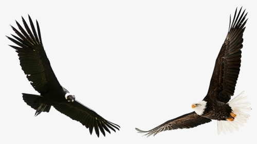 Eagle Condor, HD Png Download, Transparent PNG