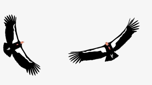 California Condor Png, Transparent Png, Transparent PNG