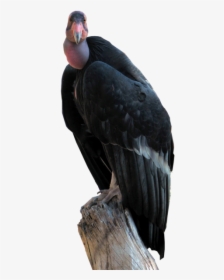 California Condor, HD Png Download, Transparent PNG