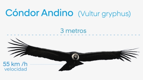 Condor Con Alas Extendidas, HD Png Download, Transparent PNG