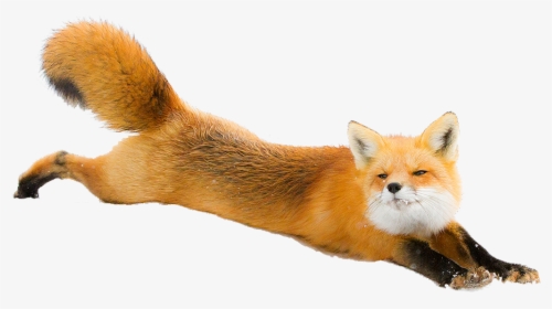 #freetoedit #fox #nature #snow #animals #animal #running - Red Fox Png, Transparent Png, Transparent PNG