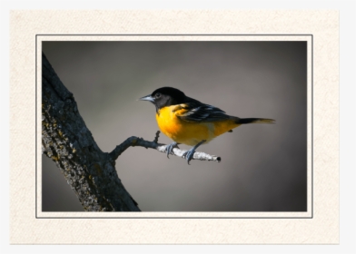 Baltimore Oriole - Swallow, HD Png Download, Transparent PNG