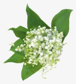 Baby Breath Flower Png - Baby's Breath Flower Clipart, Transparent Png, Transparent PNG