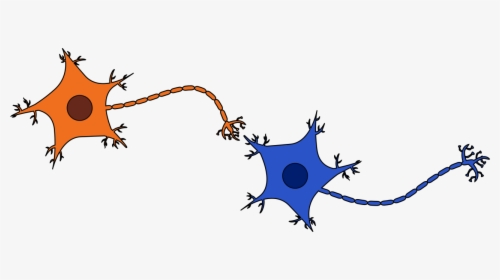 Two Neurons Connected, HD Png Download, Transparent PNG