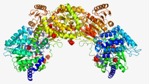 Bifunctional Protein Puta Pdb Model  				title Load - Illustration, HD Png Download, Transparent PNG