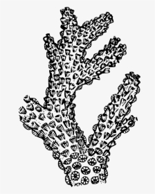 Black And White Coral Png, Transparent Png, Transparent PNG