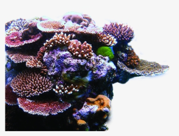 Arrecifes De Coral, HD Png Download, Transparent PNG