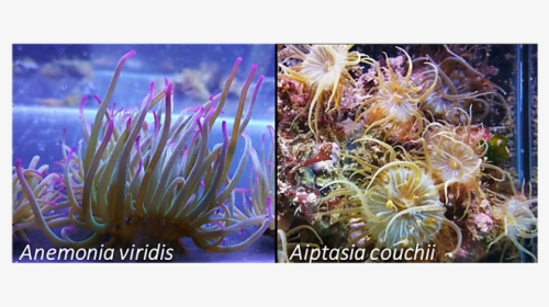 Sea Anemone, HD Png Download, Transparent PNG