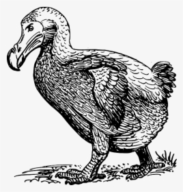 Dodo Walking - Sketch Of Dodo Bird, HD Png Download, Transparent PNG