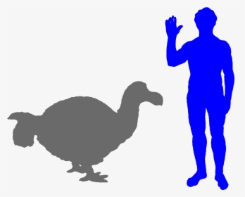 Transparent Dodo Png - Dodo Bird Compared To Human, Png Download, Transparent PNG
