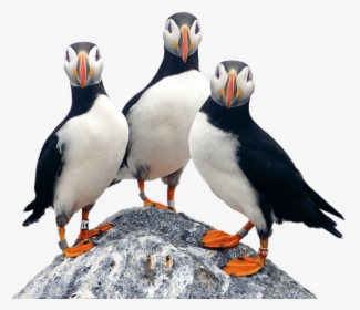 Project Puffin, HD Png Download, Transparent PNG