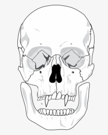 Evil, Skull, Devil, Teeth, Skeleton, Scary - Blank Human Skull Anatomy, HD Png Download, Transparent PNG