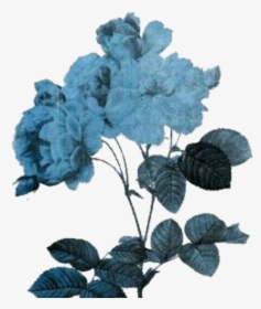 #flowers #flores #blue #azules #azul - Transparent Blue Aesthetic Png, Png Download, Transparent PNG