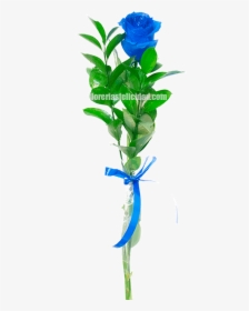 Houseplant, HD Png Download, Transparent PNG