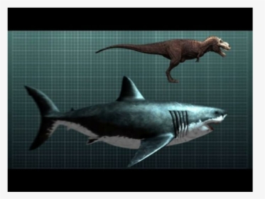 Megalodon Fossil Shark Teeth, HD Png Download, Transparent PNG