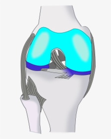 Knee Ventral - Cartoon, HD Png Download, Transparent PNG