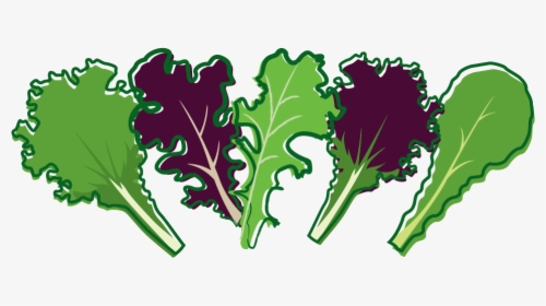 Cabbage Clipart Salad Leave - Salad Leaf Clip Art, HD Png Download, Transparent PNG